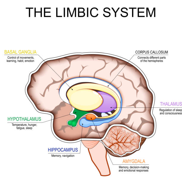 Limbic system. Cross section of a human brain. Limbic system. Cross section of a human brain. Mammillary body, basal ganglia, pituitary gland, amygdala, hippocampus, thalamus, cingulate gyrus, corpus callosum, hypothalamus. Part of limbic system for Emotion regulation, Memory formation, Behavioral responses, Autonomic functions and Fight-or-flight response. Detailed vector poster. Schematic diagram cortex stock illustrations