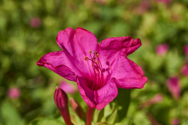 Bright mirabilis flower (Latin Mirabilis jalapa) close-up in a summer garden. The night beauty, or Mirabilis laxative, is the type species of the genus Mirabilis of the family Nictaginaceae.