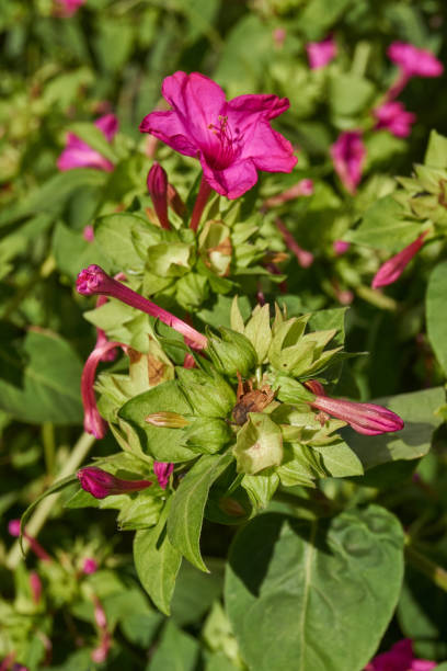 istock Bright mirabilis flower (Latin Mirabilis jalapa) close-up in a summer garden. 2171032825