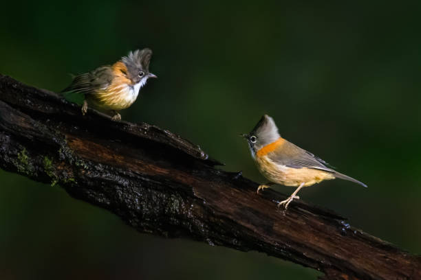 istock Birds Gazing in Baoshan, Yunnan 2171032893