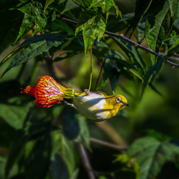 istock Hanging Pearl-bellied White-eye in Baoshan 2171032899