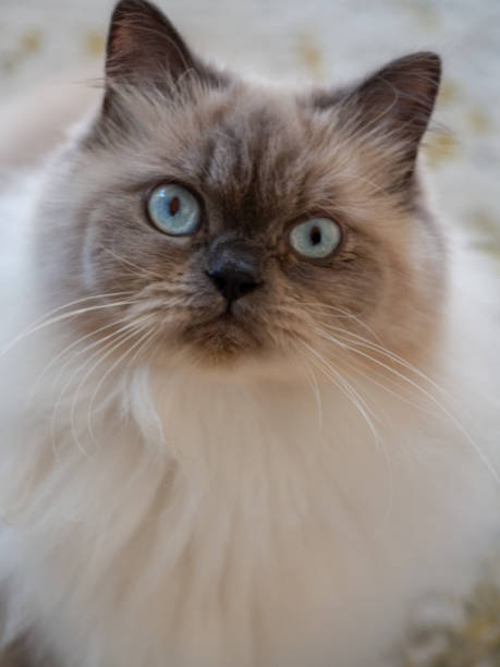 istock Portrait of an Himalayan cat 2171036179