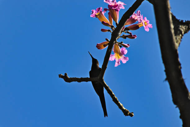 Hummingbird, perched on a flowering ipe branch, under a cloudless blue sky  POA,  SAO PAULO,  BRAZIL.