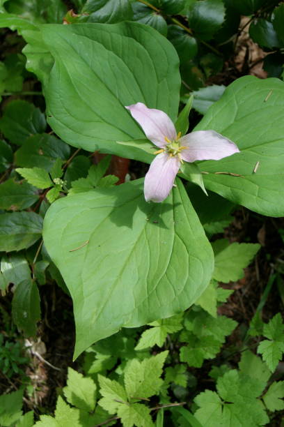 istock Trillium Flower In The Forest 2171038345