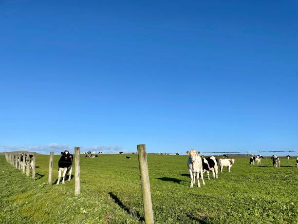 istock Cows in Point Reyes California 2171038518