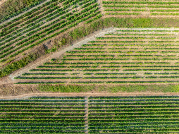 istock Vineyards - Sicily, Italy 2171039690