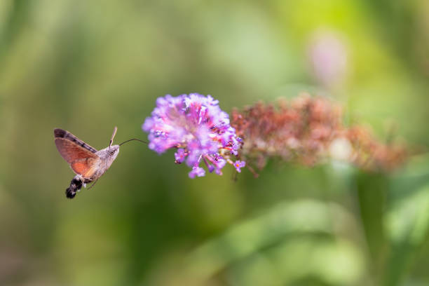 istock hummingbird hawk-moth feeding on a butterfly bush 2171040581