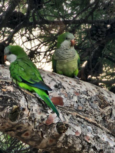 istock Two Monk Parakeets on a branch in Barcelona 2171040967