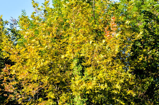 istock A tree with yellow leaves is in the foreground 2171041096