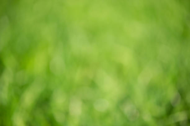 istock Green defocus light background. Natural natural defocus light, blurred lawn grass. 2171041115