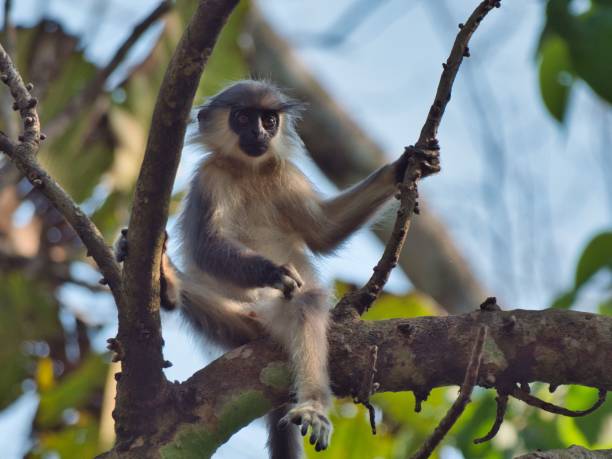 istock Monkey sitting on a tree branch in a forest, looking towards the camera 2171042098