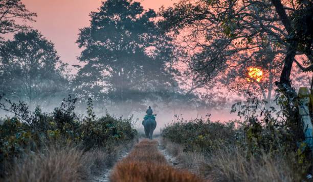 Person riding an elephant along a misty forest path during sunrise, surrounded by lush trees