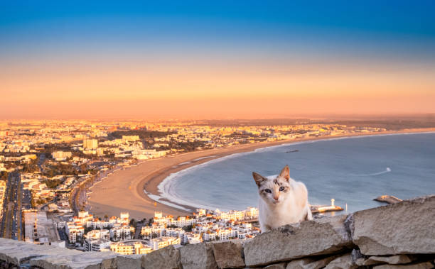 Moroccan cat in Agadir at sunset, Morocco. White cat near Oufla or Casbah fortification with panoramic view of Agadir city and bay in background. Popular seaside resort on Atlantic coast in Africa Moroccan cat in Agadir at sunset, Morocco. White cat near Oufla or Casbah fortification with panoramic view of Agadir city and bay in background. Popular seaside resort on Atlantic coast in Africa. sunset agadir marocco stock pictures, royalty-free photos & images