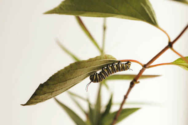 A monarch caterpillar (being raised indoors) searching for the perfect place to hang upside down in \