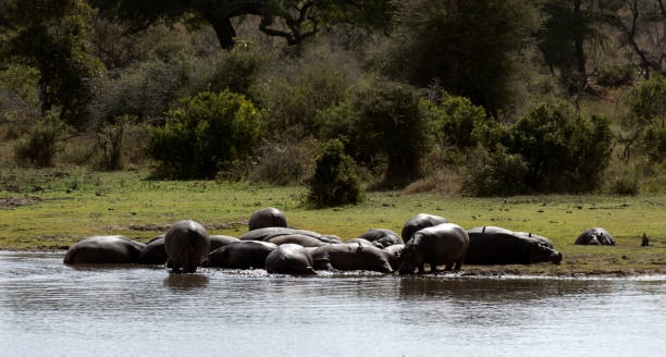 istock Photo of hippo in river 2171043959