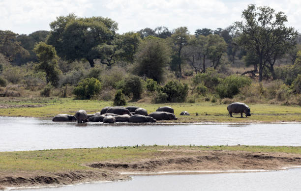 istock Photo of hippo in river 2171043968