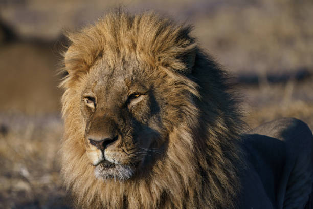 Portrait of a female lion with a blue sky as a background