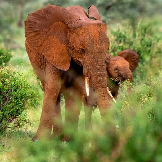 istock Anger Mother Elephant with her Calf in Wilderness 2171044283