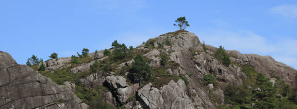 Single tree growing on top of a rocky hill, Hellvik, Norway.