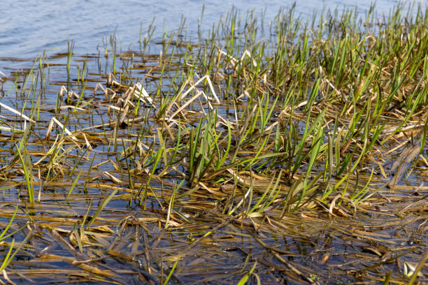 istock dark muddy lake water in winter without snow 2171048093