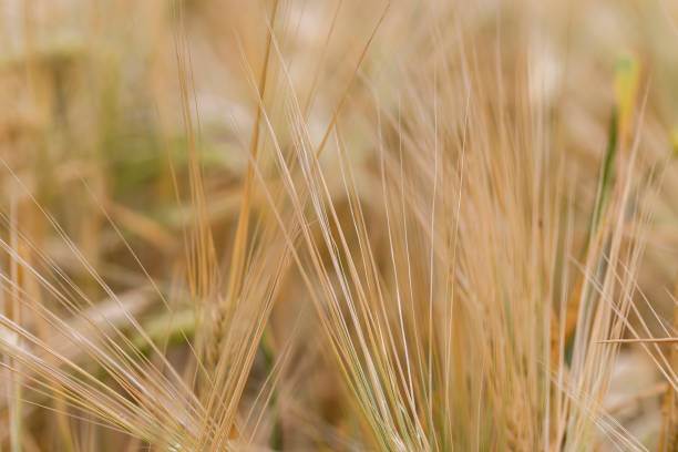 istock cloudy weather in a field with ripe wheat 2171048153