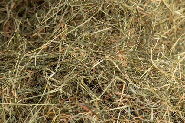 istock Dehydrated Dried Grass for hay production in agriculture 2171048174