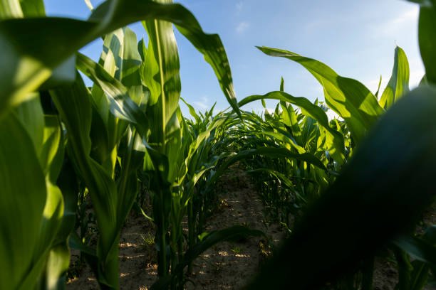 istock a field with green corn foliage in the summer sunset 2171048188