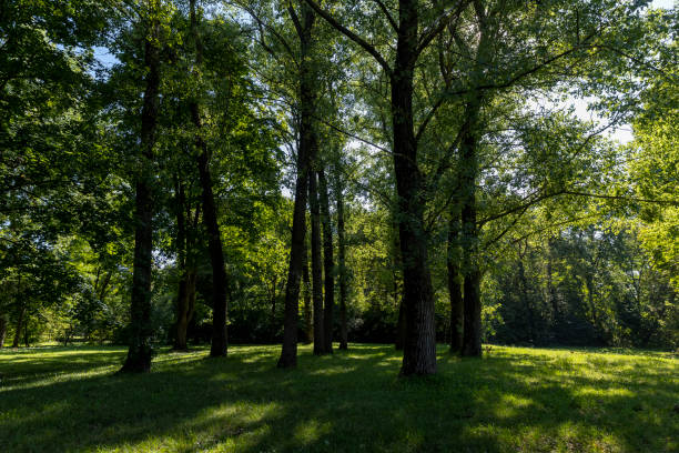 Sunny park