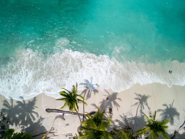 istock View of a Quesera beach with turquoise water, white sand, and palm trees casting shadows 2171050171