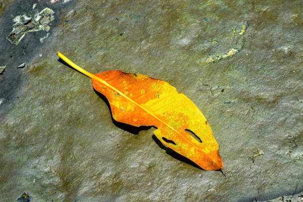 Vibrant orange dry mangrove leaf isolated on grey surface, depicting natures cycle and seasonal change, perfect for ecological and botanical themes.
