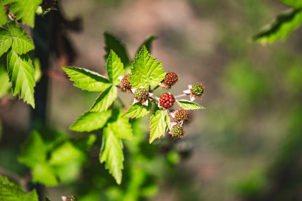 unripe red blackberry fruit on bush