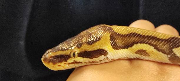 istock A yellow and brown snake, with yellow eyes. 2171061390