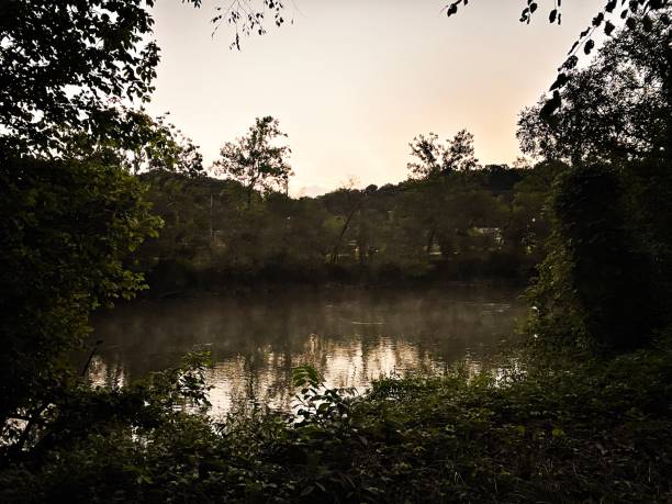 Scenic view of calm lake against trees in forest during foggy weather at dusk