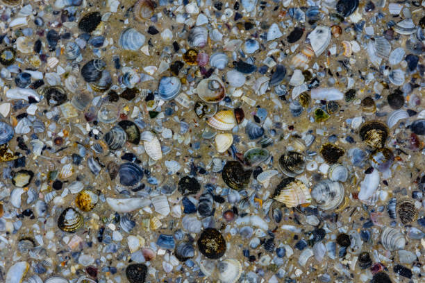 Background of many sea shells. Natural pattern