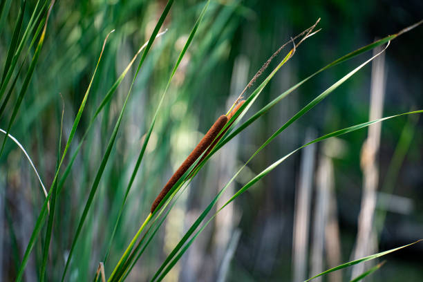 Close up of bulrush reed, cattails near a pond.