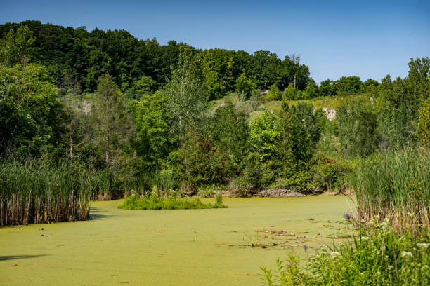 istock View of Pond covered with moss green grass. 2171065523