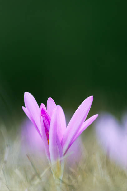 makro snímek colchicum autumnale, krásného podzimního květu krokusu, na louce zblízka. - ocún-jesenní - stock snímky, obrázky a fotky
