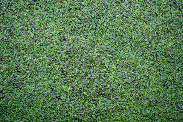 istock Pond covered in moss green grass texture. 2171067028