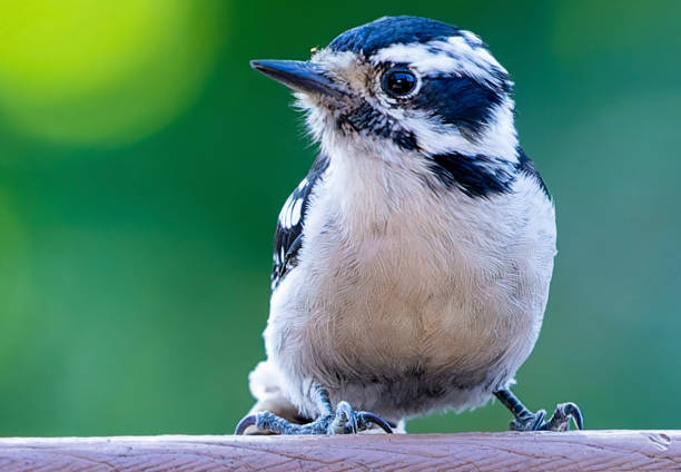 Downy Woodpecker on the backyard deck