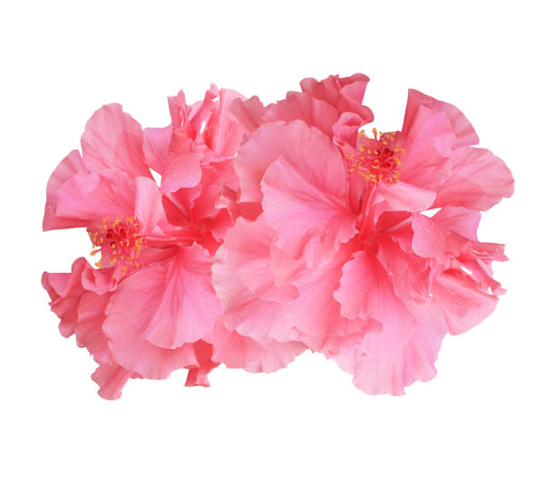istock Pink Hibiscus or China rose flowers. 2171071686