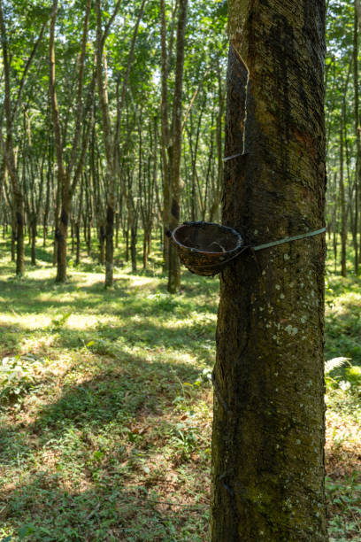 istock Rubber tree plantation in tropical Asia 2171076486