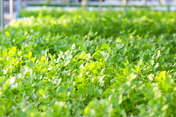 istock Fresh celery (Apium graveolens or  Khuen-chai ) with hydroponic system planting in greenhouse vegetable farm background 2171076601