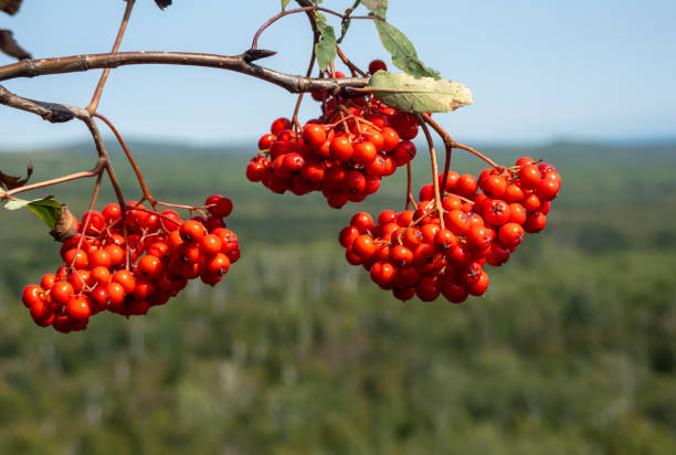 Bright Red  Berries on Tree in September, Northern Minnesota, Pincushion Mountain Overlook