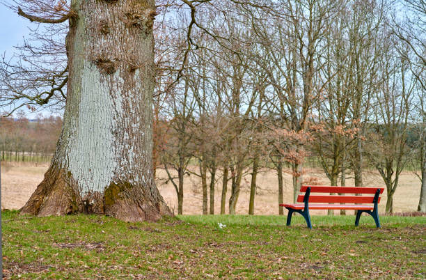Lonely bench and leafless tree silhouetted against golden sunset