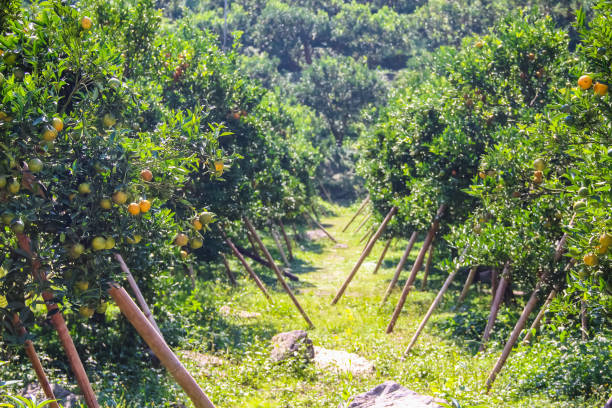 Orange fruit view hang on tree in orchard garden farm background