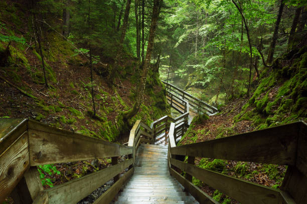 istock Wooden boardwalk trail staircase 2171077483