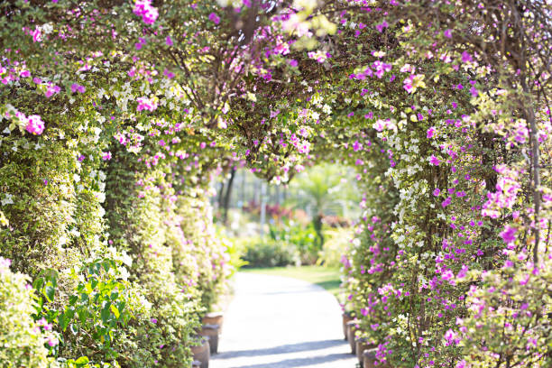 istock Pink bougainvillea blooming on the stem 2171077773