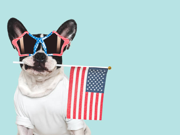 istock Charming puppy, sunglasses and American Flag. Studio shot 2171082869