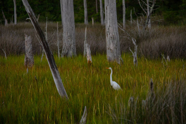 Herons and egrets at First Landing