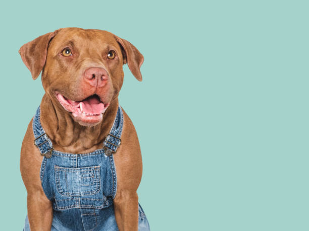 istock Charming dog and denim overalls. Studio shot 2171083096